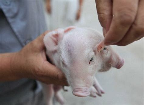 İ­n­s­a­n­ ­b­a­ş­l­ı­ ­d­o­m­u­z­ ­y­a­v­r­u­s­u­ ­-­ ­D­ü­n­y­a­ ­H­a­b­e­r­l­e­r­i­
